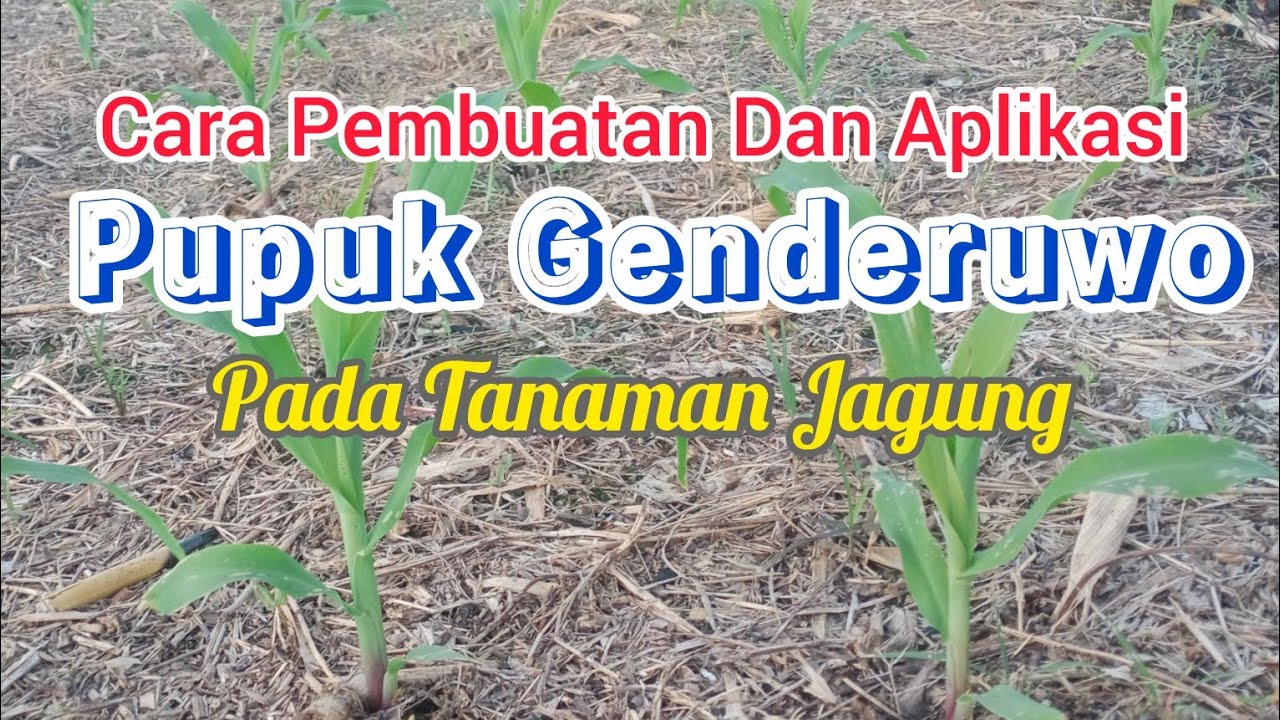 Aplikasi Pupuk Genderuwo Pada Tanaman Jagung