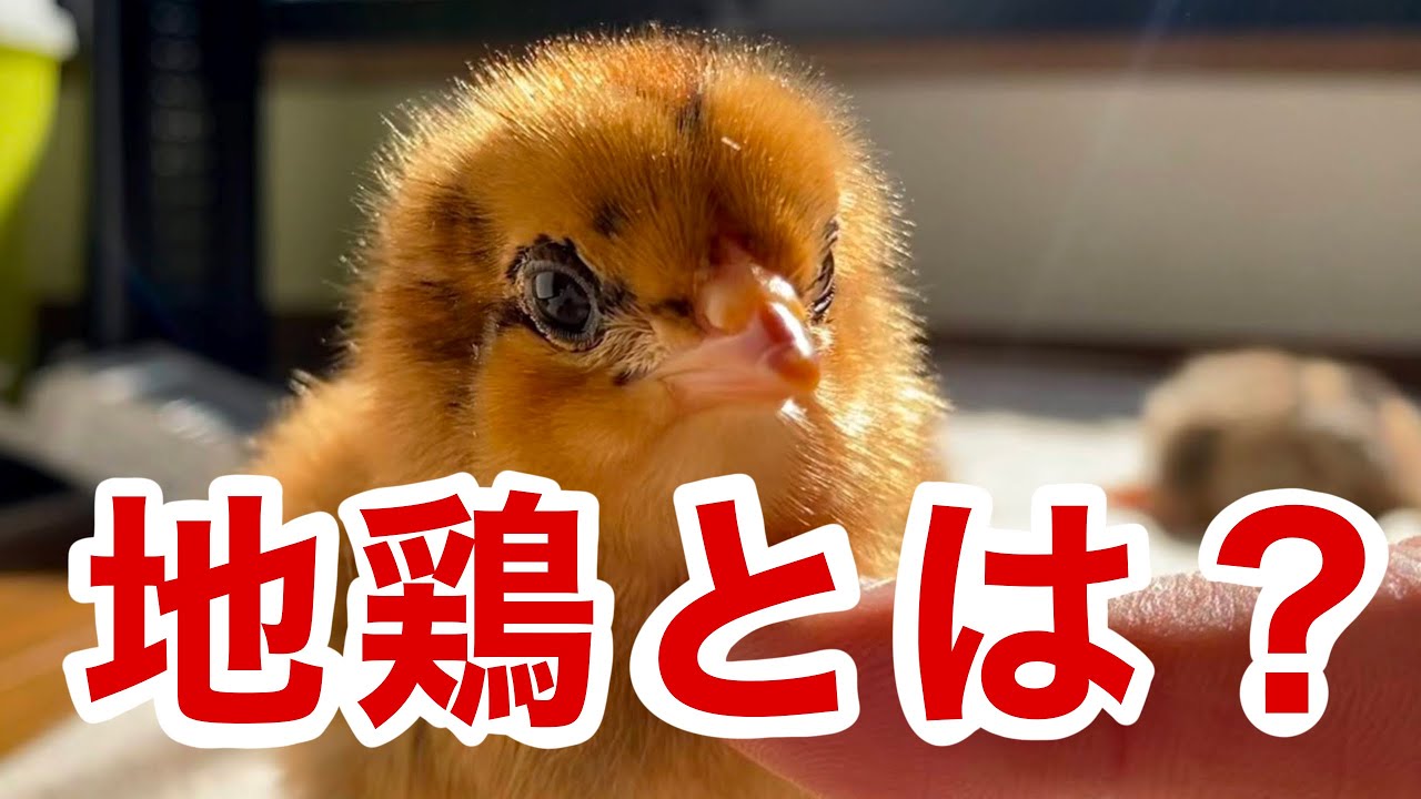 地鶏とニワトリの違いをわかりやすく説明してみた。