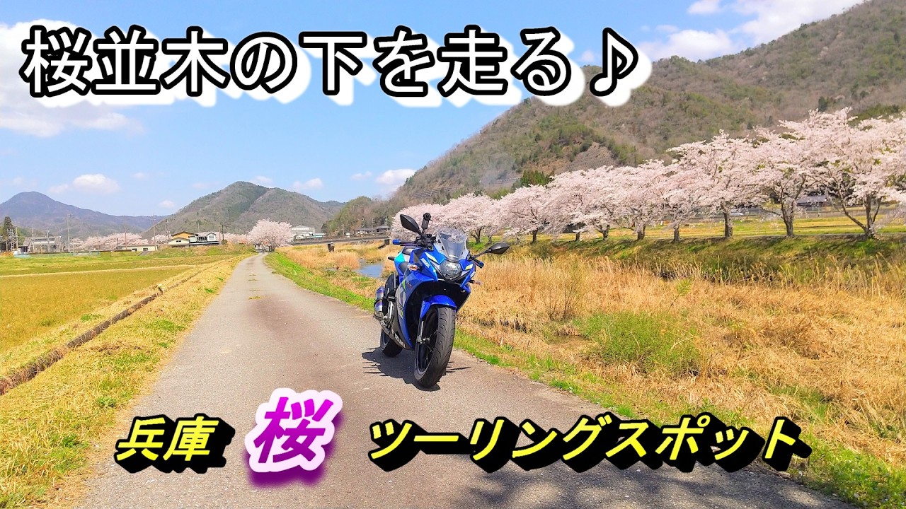 【兵庫ツーリングスポット】穴場的お花見ツーリングスポットをご紹介【GSX250R】