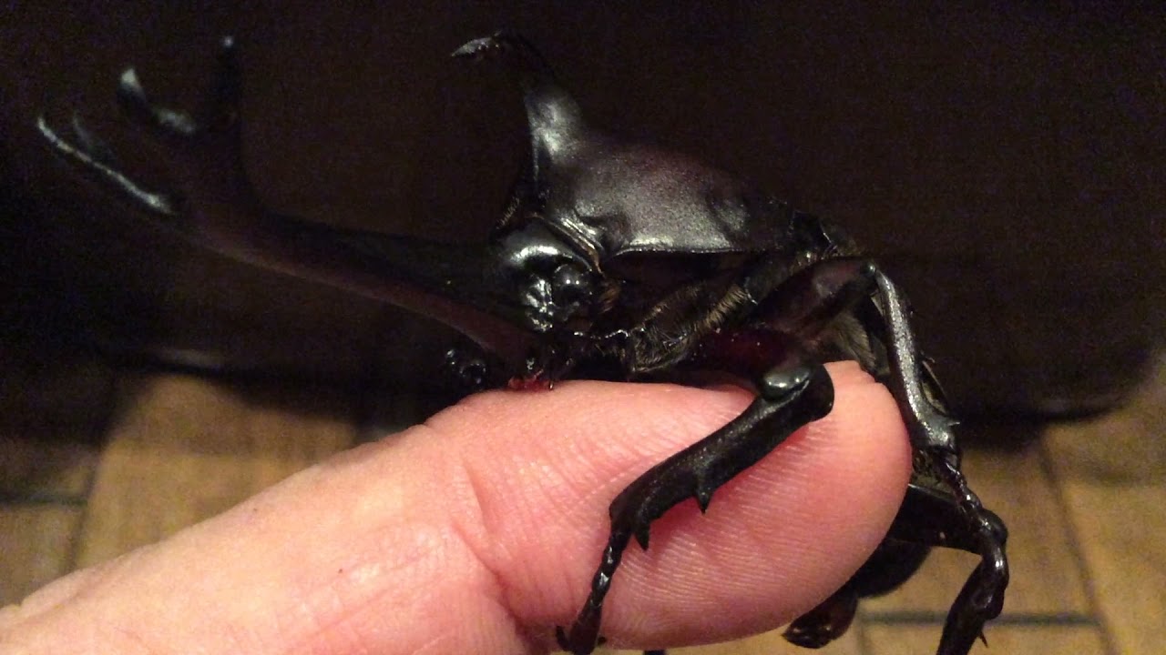 Yon the Fourth the beetle mating for the last time in its lifetime