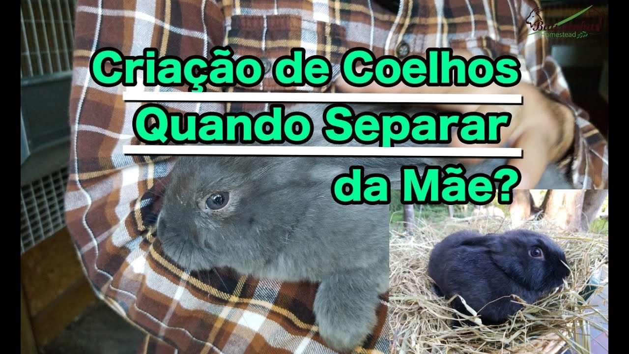 Criação de Coelhos Quando Separar da Mãe? / Rabbit Breeding When To Separate From The Mother?