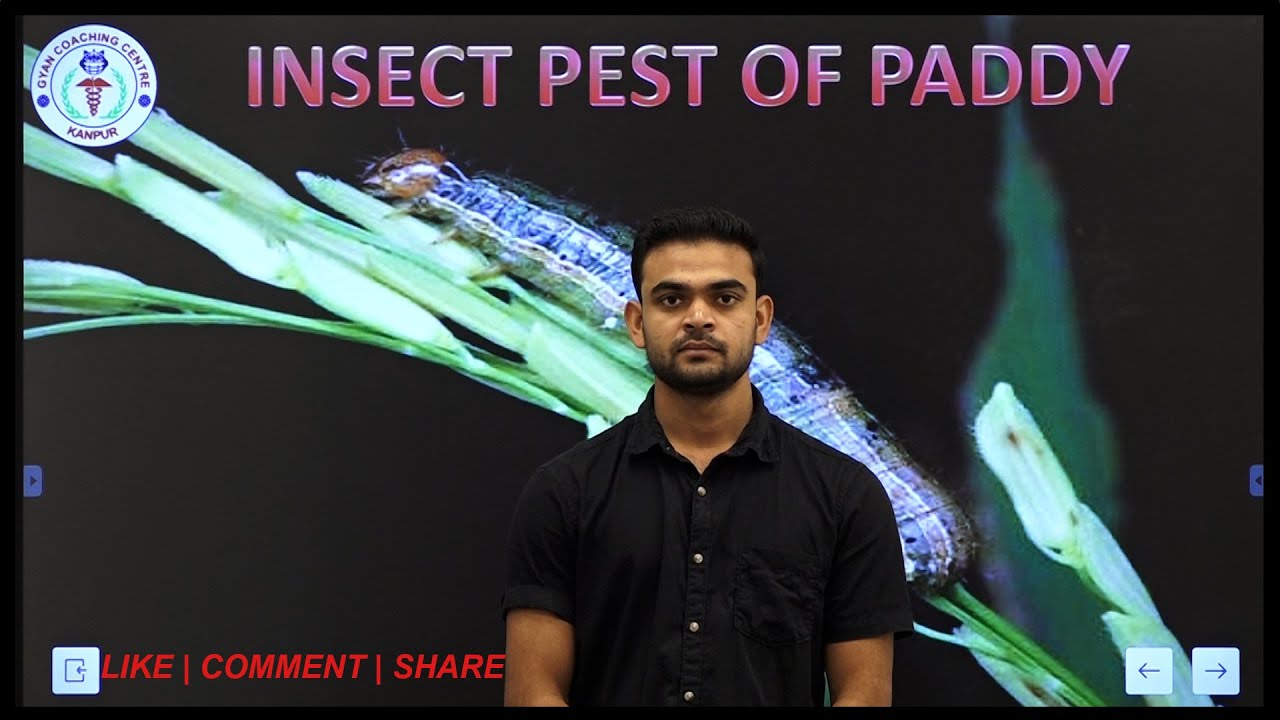 INSECT PEST OF PADDY | Best Agriculture Coaching For UPCATET | BHU | ICAR | BCECE | SHUATS | AFO