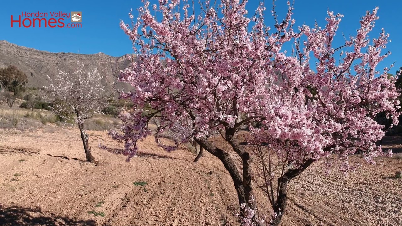 Almond Blossom 2019
