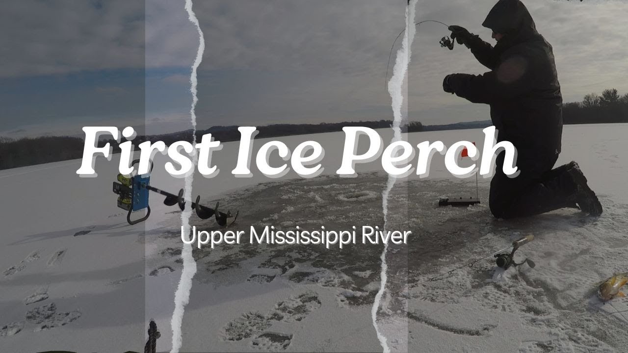 FIRST ICE!! PERCH beatdown on FINICKY FOOLERS! Mississippi River ICE FISHING!