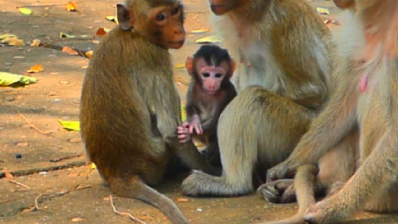 Monkey Tena learns to swing on a rope  S12
