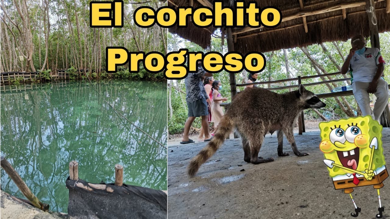 El corchito Yucatan un lugar entre manglares