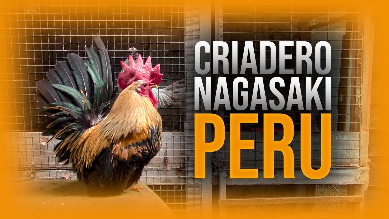 Visita al Criadero de Gallos Nagasaki 