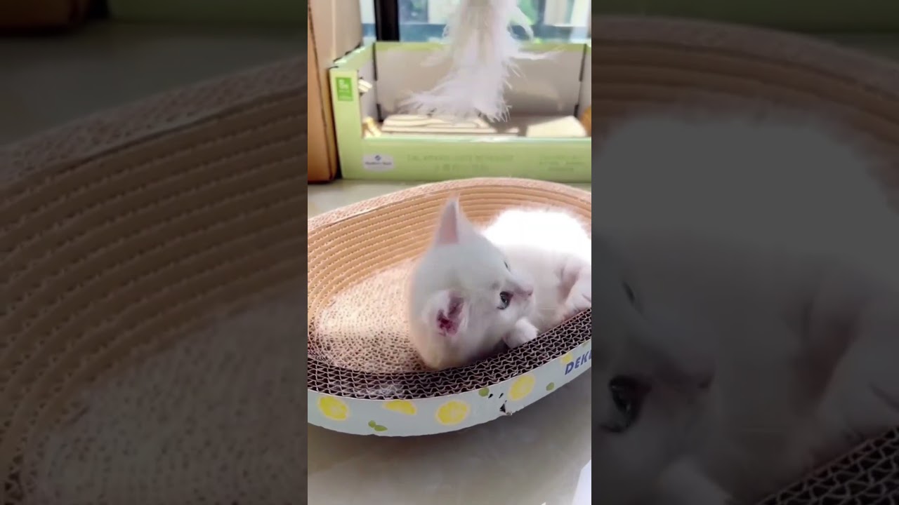 Short video #bashi24 #dihan #funnycats #cat