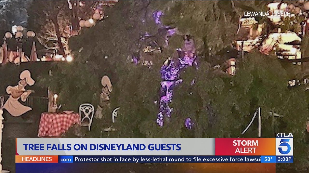 Tree falls on Disneyland guests during windy night