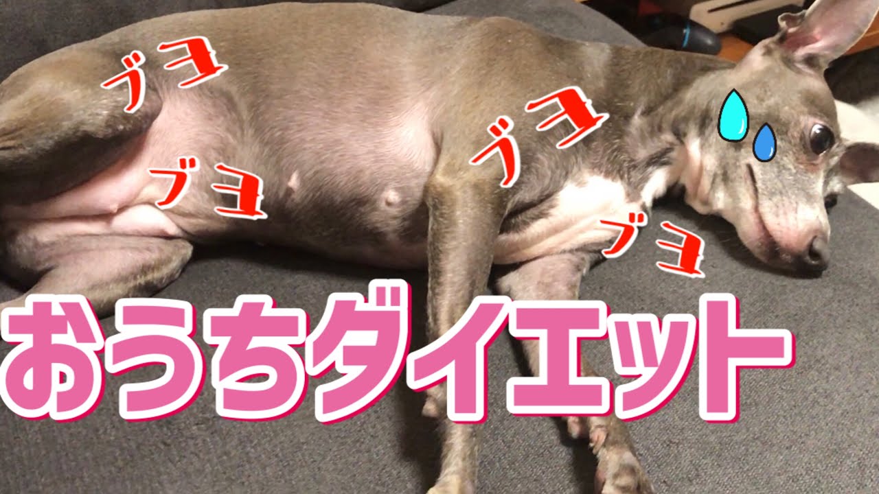 おデブ犬にはなりたくない！ケド快適な部屋の中では動きたくない犬のダイエット【イタグレ夫婦マルコとアンナ】