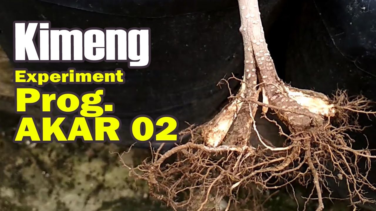 CARA Ke.2 PROGRAM AKAR BONSAI BERINGIN KIMENG (Ficus Microcarpa) dari Bahan Stek