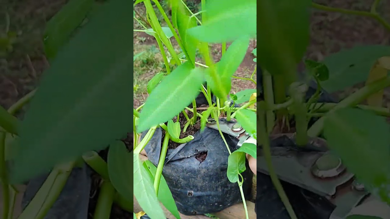 HARVEST WATER SPINACH in polybag #gardening #farming #shorts