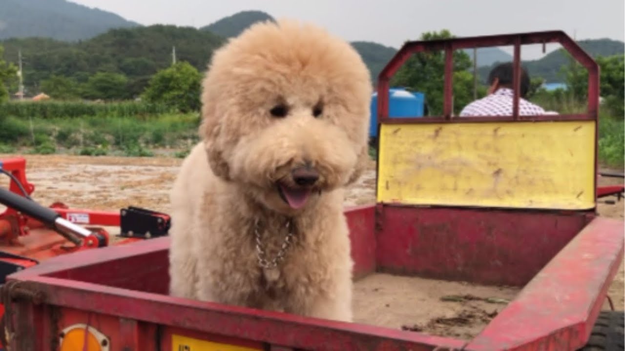 경운기까지 타 본 내 견생이 레전드(월이의 시골대탐험)