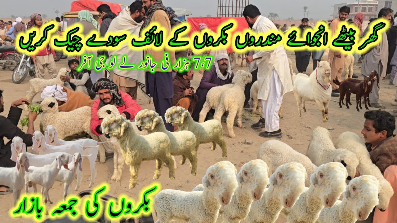 گھر بیٹھے انجوائے بکروں مندروں کے لائف سودے چیک کریں || جانوروں کی جمعہ بازار کے ریٹ چک کریں #بلوچ 