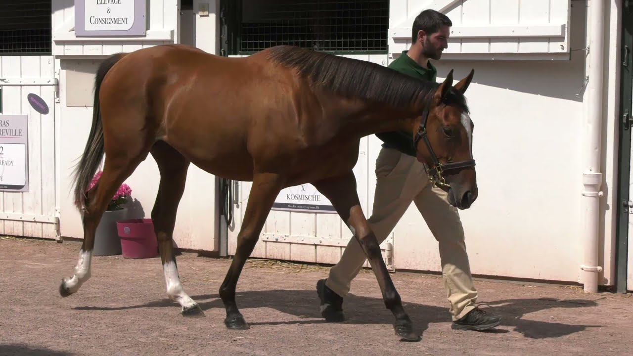 2021 August Yearling Sale - Lot 16 f. FRANKEL x GOLDEN LILY