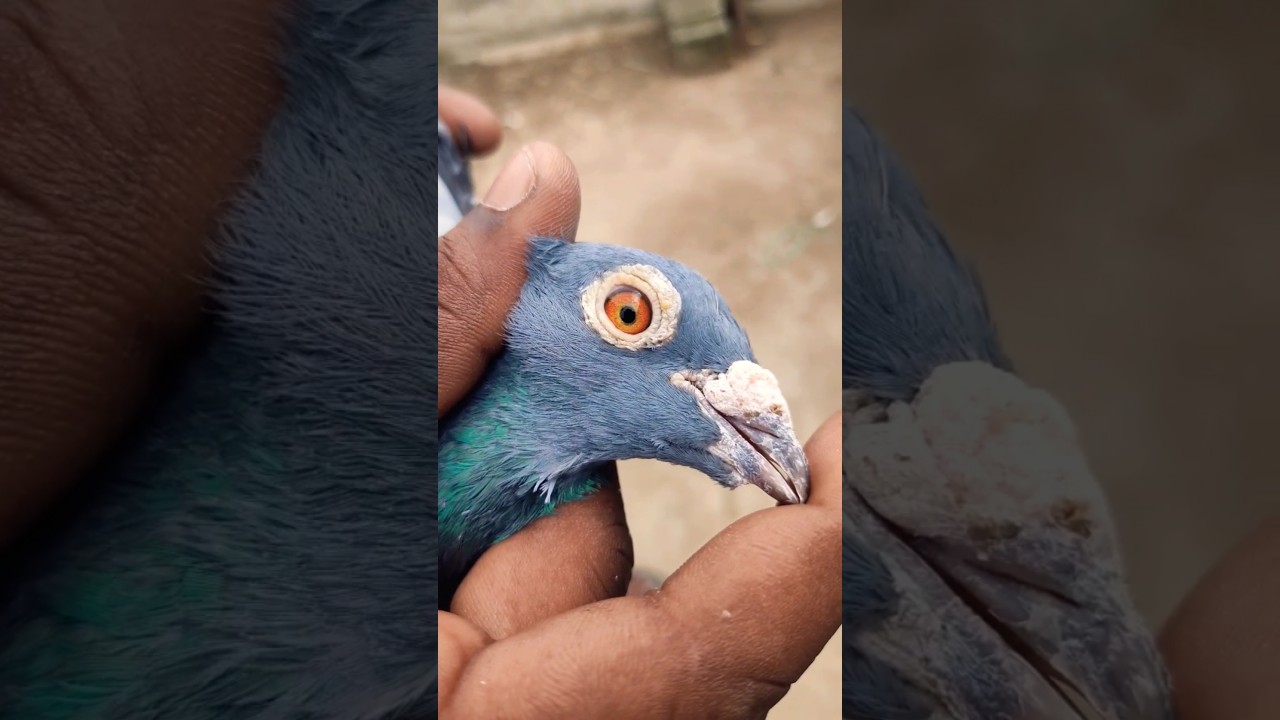 😍🕊How to select Homer pigeon in tamil🥰.. #shorts #viralvideo #trending #birds #pigeon #pets #pet