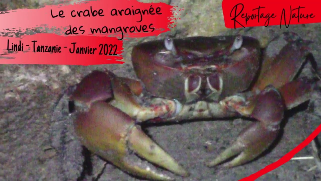 Le crabe araignée des mangroves et ses pinces rouges