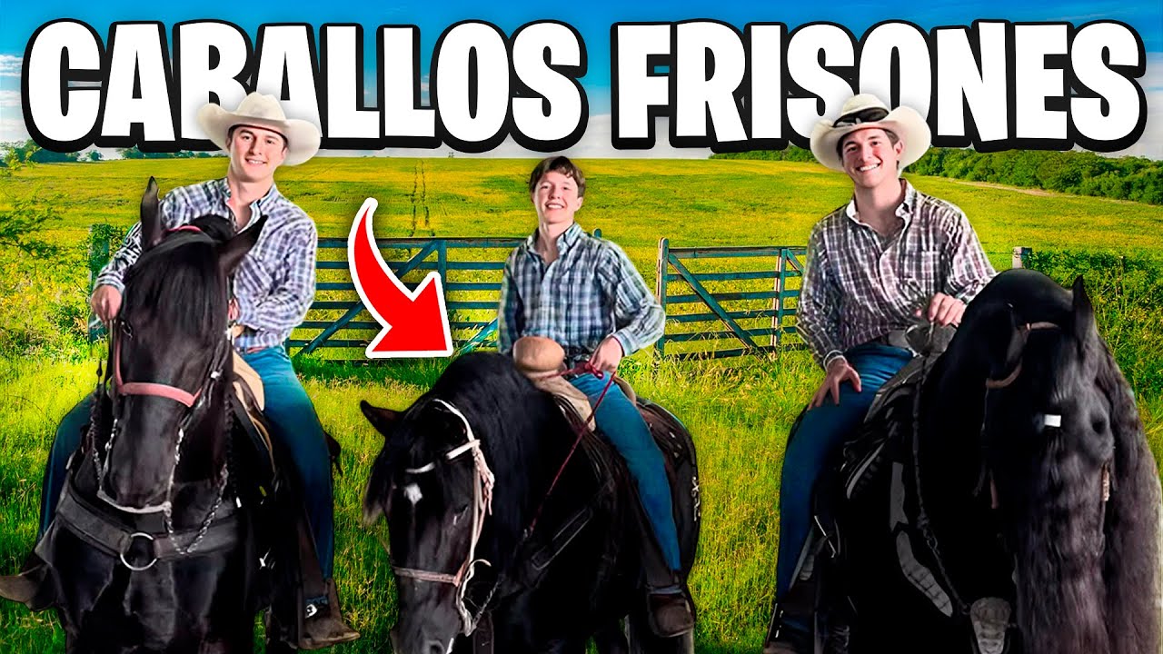 Asi es MONTAR un caballo FRISON  🐴