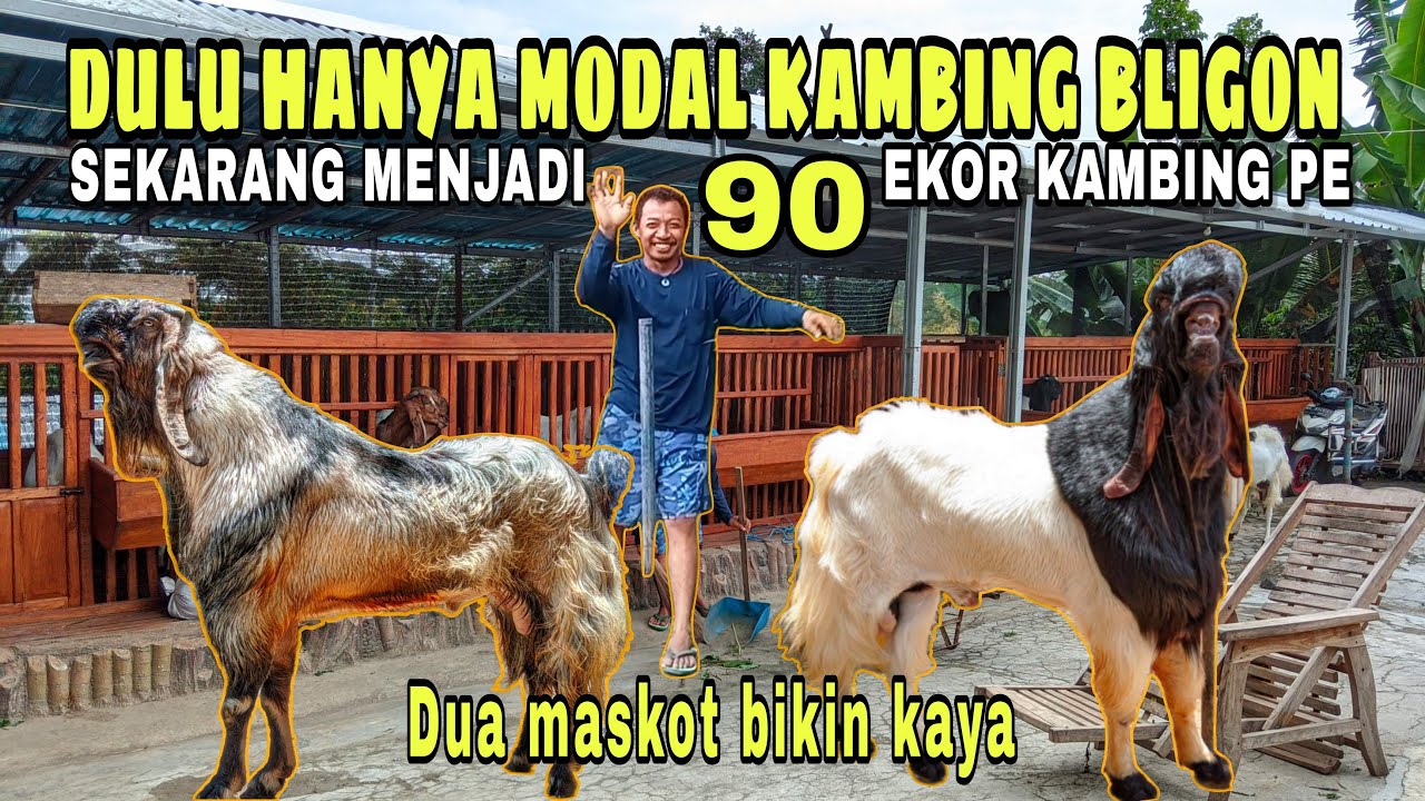 DULU HANYA TERNAK KAMBING BLIGON ‼️ SEKARANG JADI PETERNAK SUKSES KAMBING PE 90 EKOR..