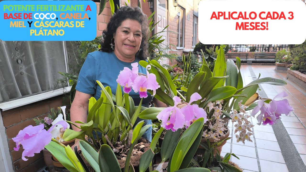 POTENTE FERTILIZANTE A BASE DE COCO,   CANELA , MIEL Y CÁSCARAS DE PLÁTANO , APLICALO CADA 3 MESES!