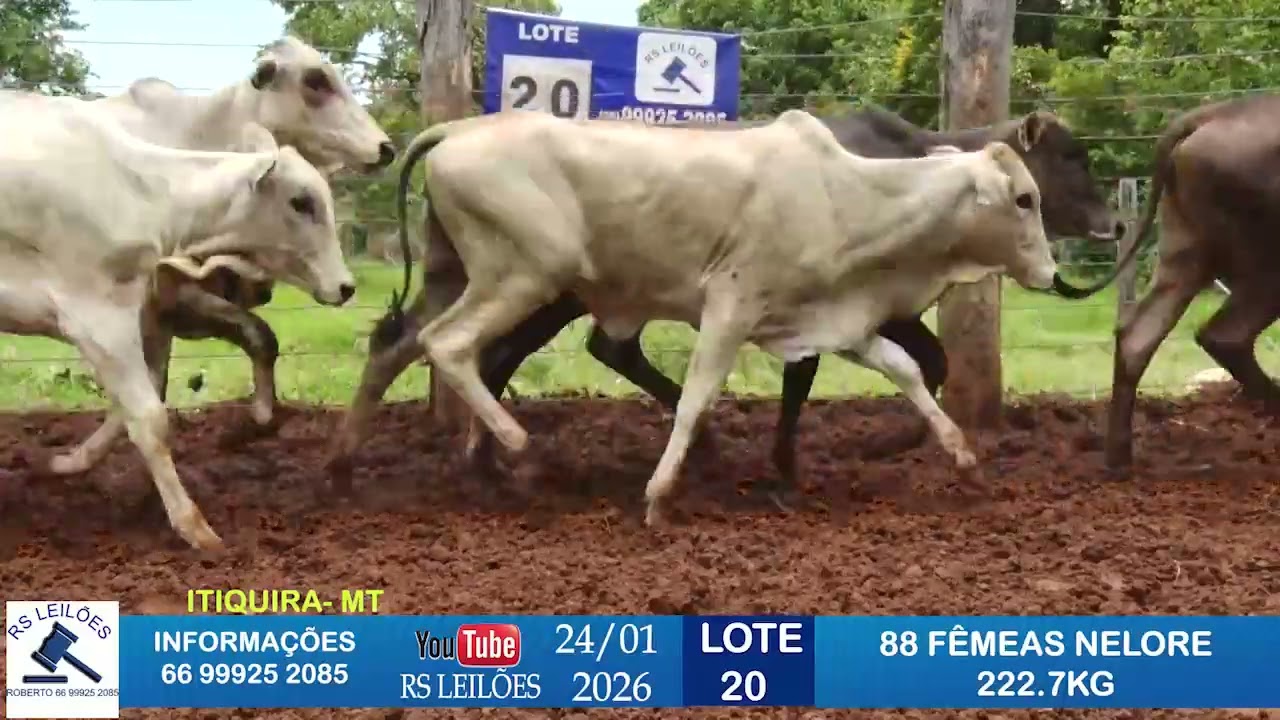 LOTE 20 - 88 FÊMEAS NELORES - 222,7 KG