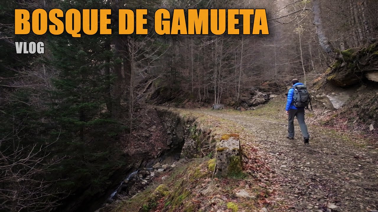 Bosque de Gamueta