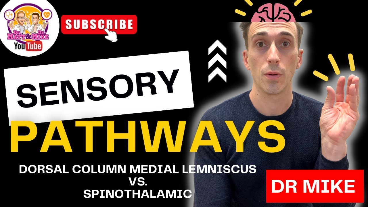 Сенсорные пути | Осязание против боли и температуры