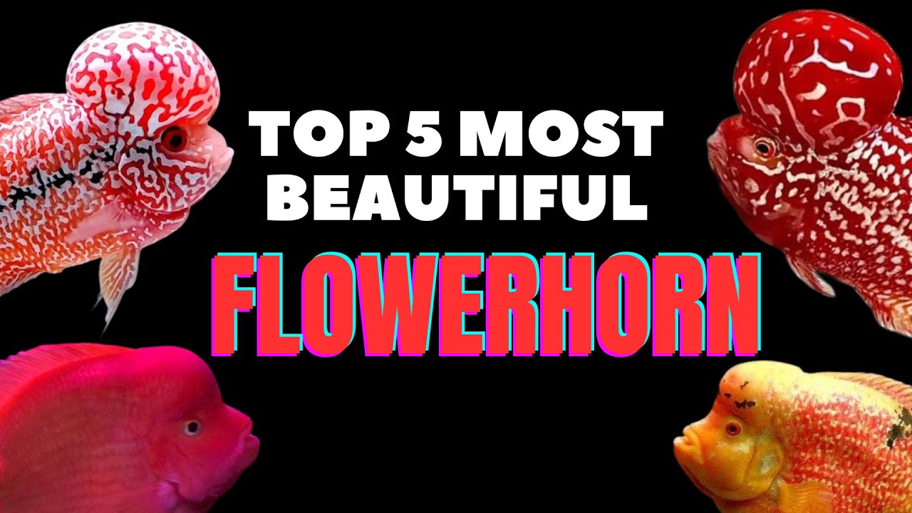 Top 5 Most Beautiful Flowerhorn Cichlid For Your Home Aquarium | DPFunFacts