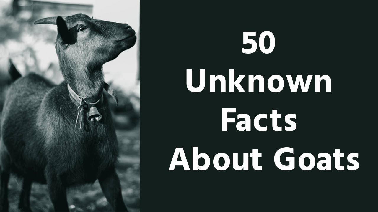 50 Surprising and Unknown Facts About Goats | The Animal Explorer