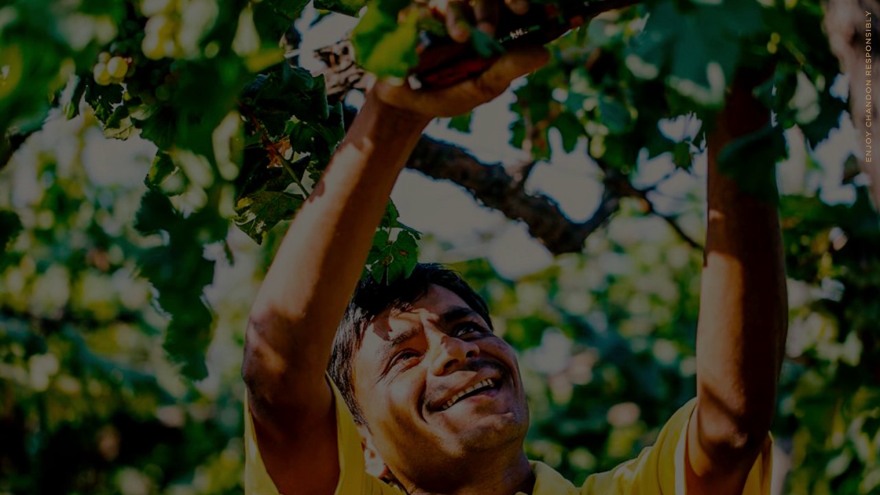 Explore the Chandon India Winery, Dindori, Nashik