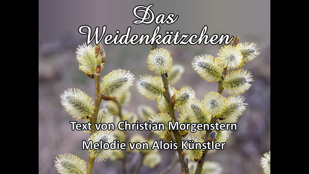 Das Weidenk&auml;tzchen