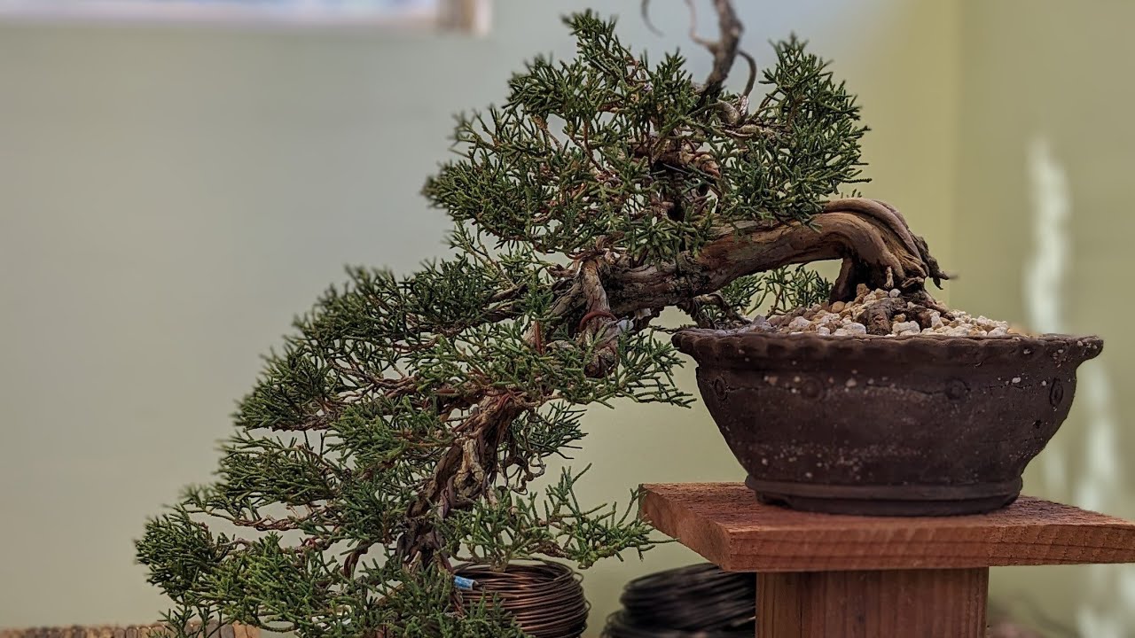 Bonsai Cascading Shimpaku Juniper Repot