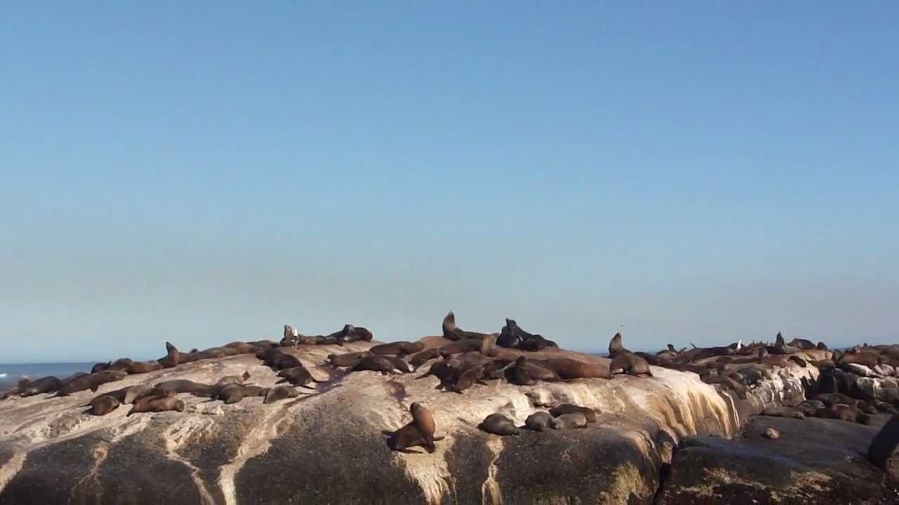 [S&Uuml;DAFRIKA] Seehunde Robben Kolonie Duiker Island / Sea lions Hout Bay