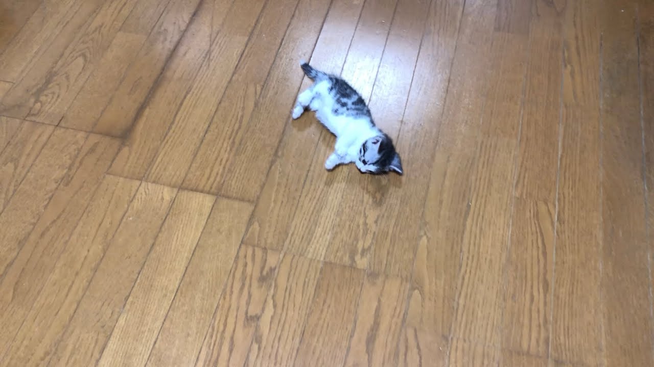 足の短い子猫が落ちていたのではじめてのトイレを教えてみた【猫のトイレトレーニング】