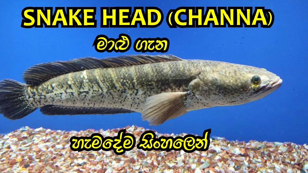 Snakehead (channa ) fish care in sinhala / D.H FISH ADVISOR
