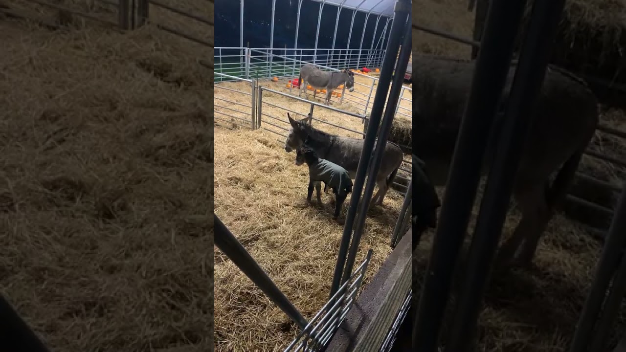 Oh My a Wet Night! Baby Donkey Name? 31/10/2021