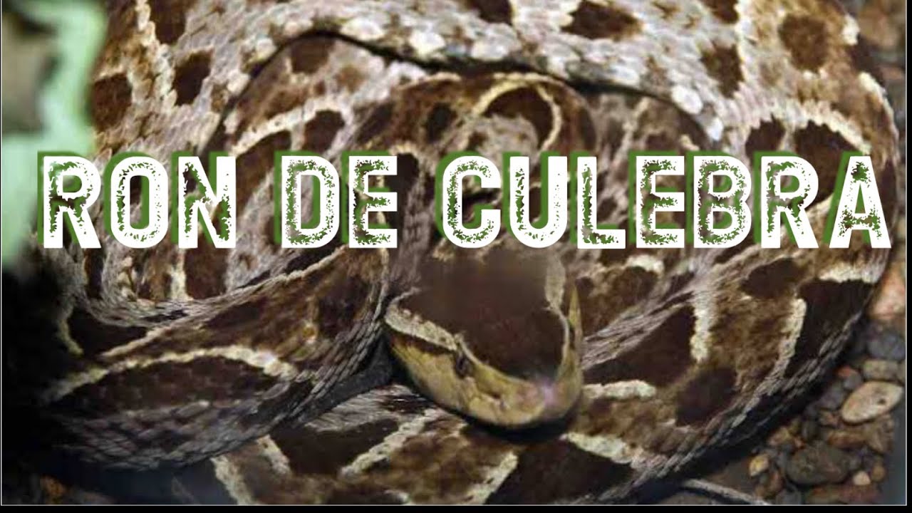 ⚠️Ron de culebra en la HUERTA de PITAHAYAS 😯
