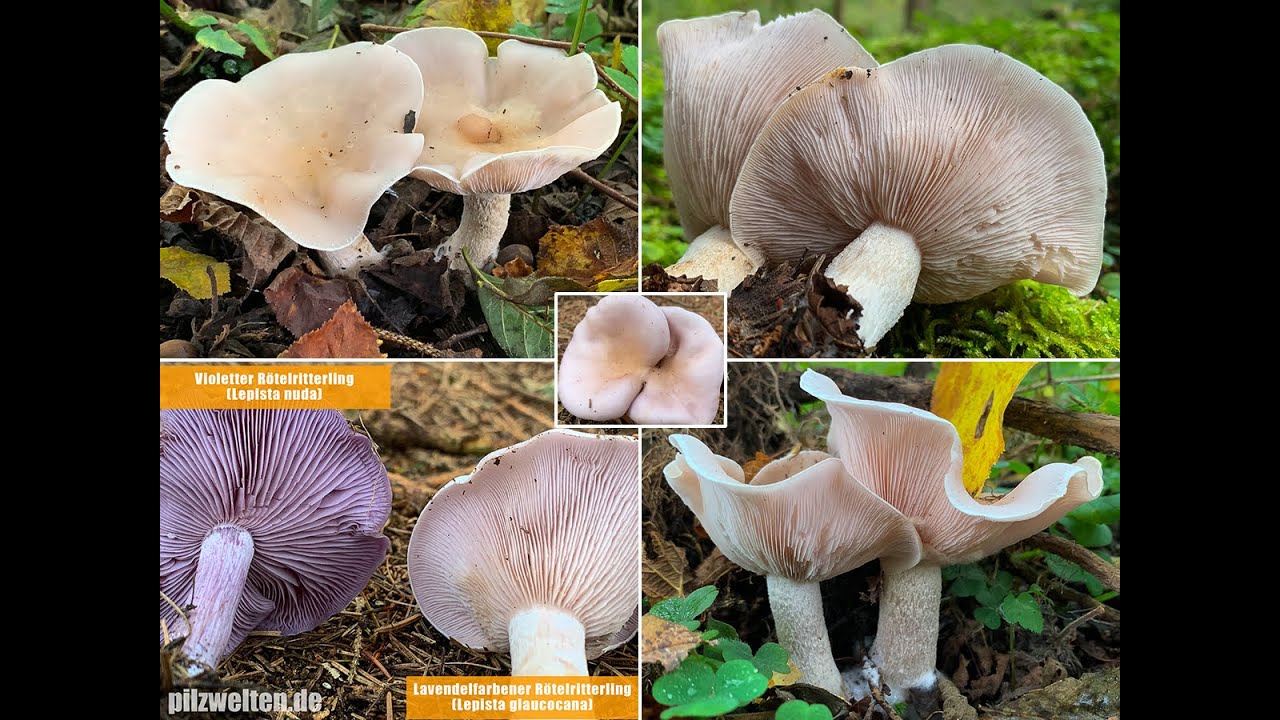 Pilzportrait -  Lavendelfarbener R&ouml;telritterling, Blasser R&ouml;telritterling, Lepista glaucocana