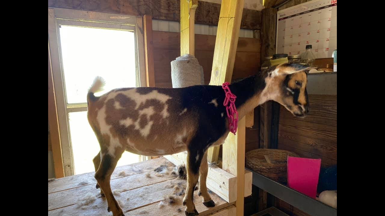 Herd Maintenance Day! (How to Assess a Goat's Health)