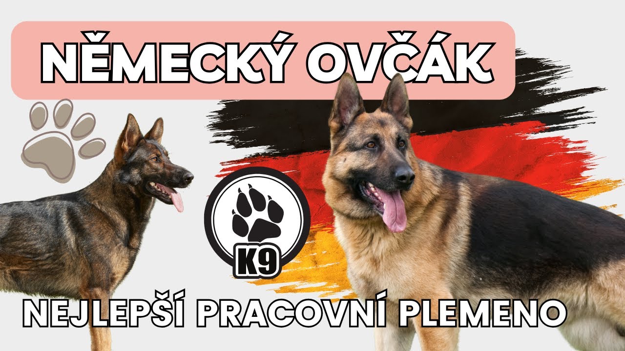 Německý ovčák | Legenda mezi psy | Tohle musíš vědět, než si ho pořídíš!
