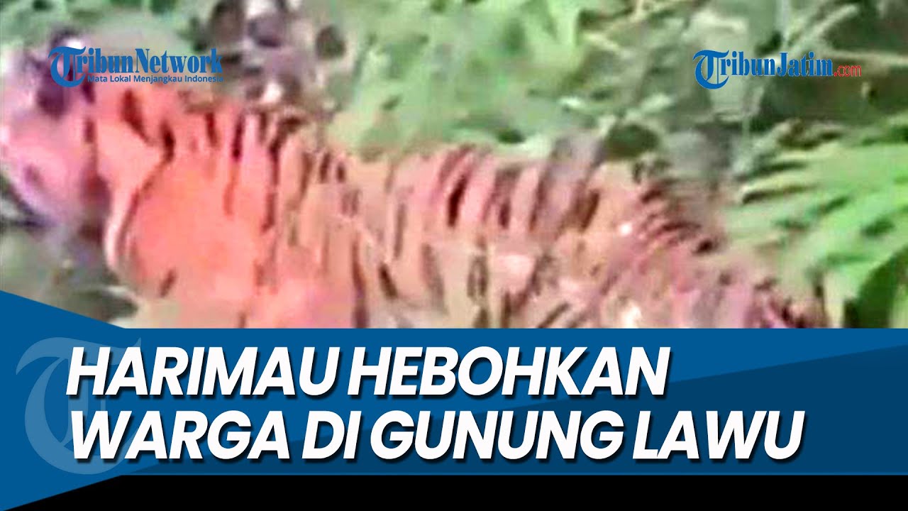 HEBOH VIDEO PENAMPAKAN HARIMAU, Gegerkan Warga di Gunung Lawu