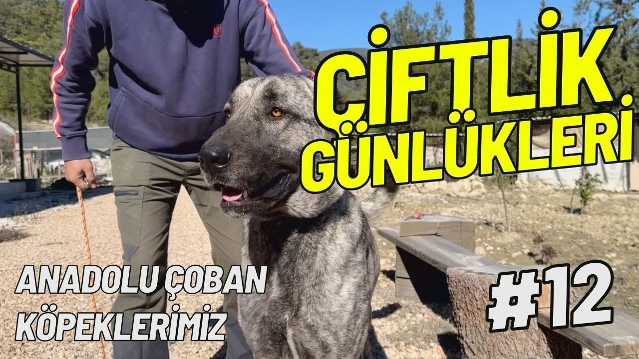 Çiftlik Günlükleri 12 / Anadolu Çoban Köpeklerimiz