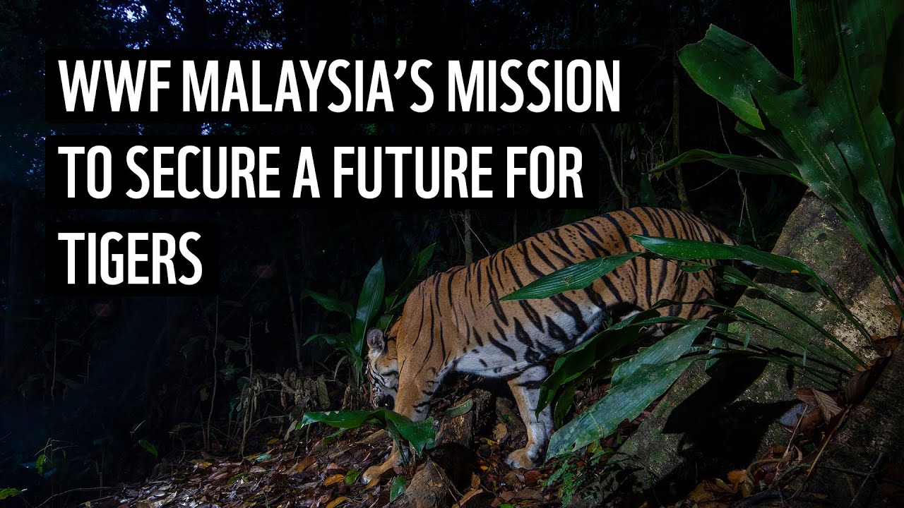 WWF-Malaysia’s mission to secure a future for tigers