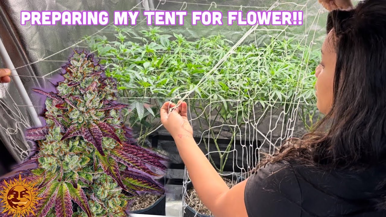 How To SCROG Cannabis Plant 🌱 MIMOSA X ORANGE PUNCH (Barney&rsquo;s Farm)