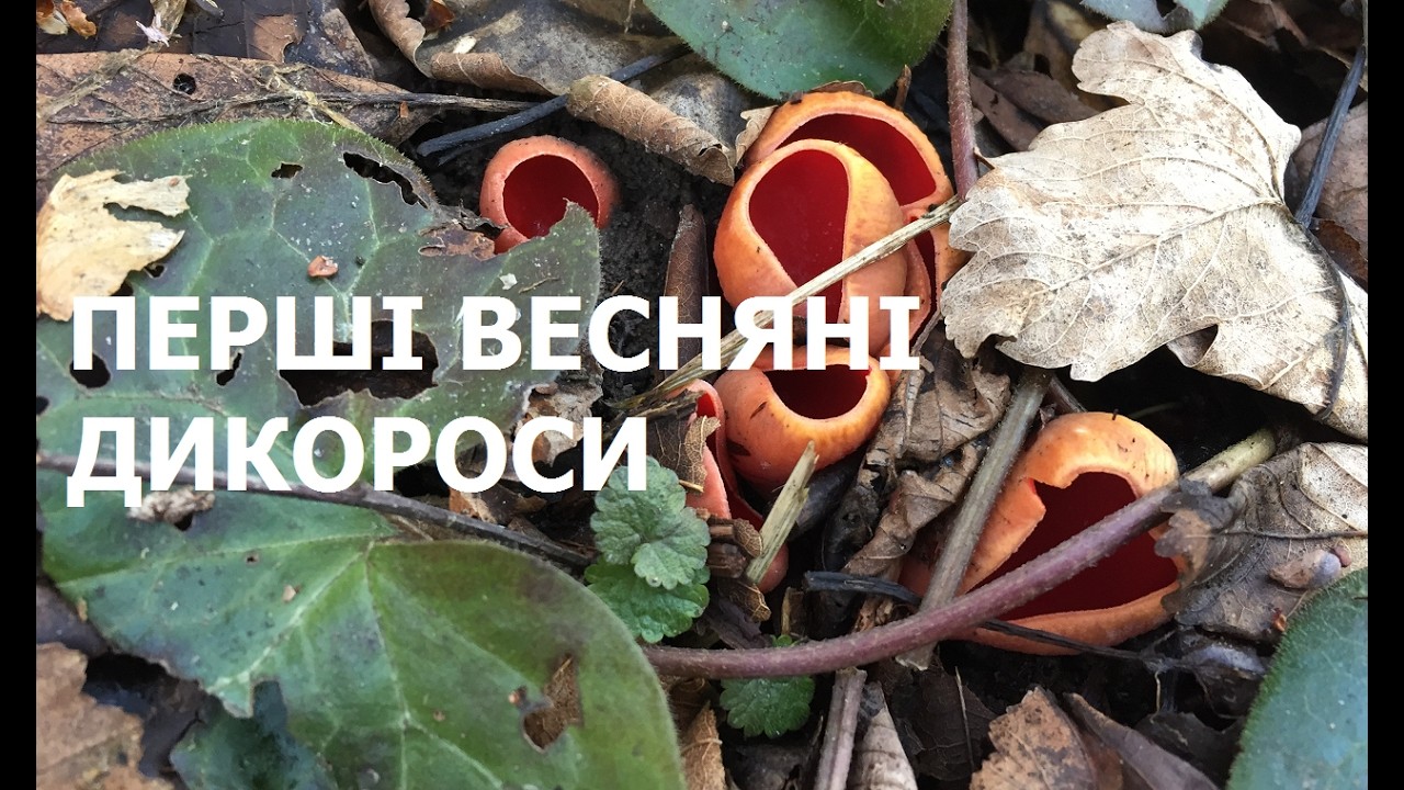 Перші весняні трофеї