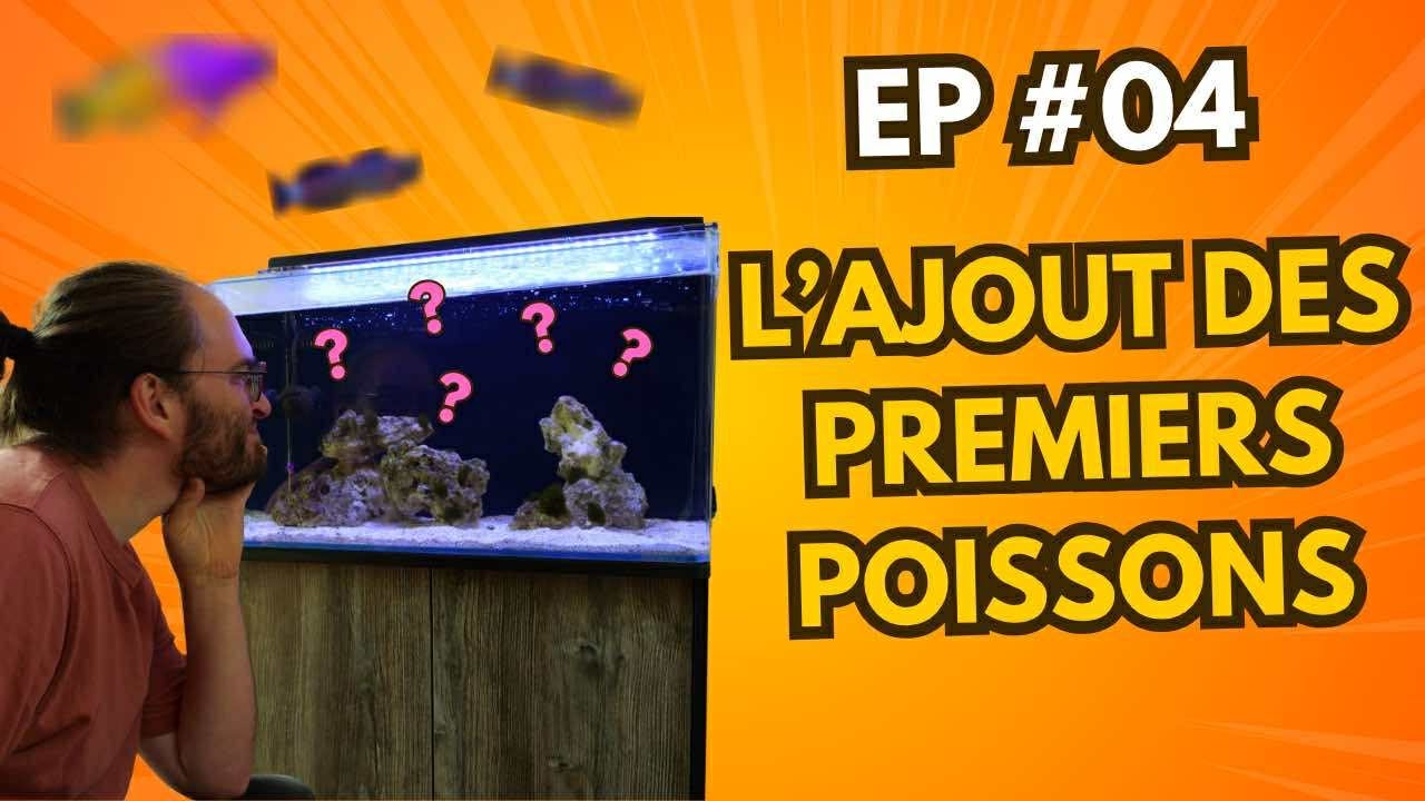 Mon premier bac récifal [EP#04] : Les premiers poissons !