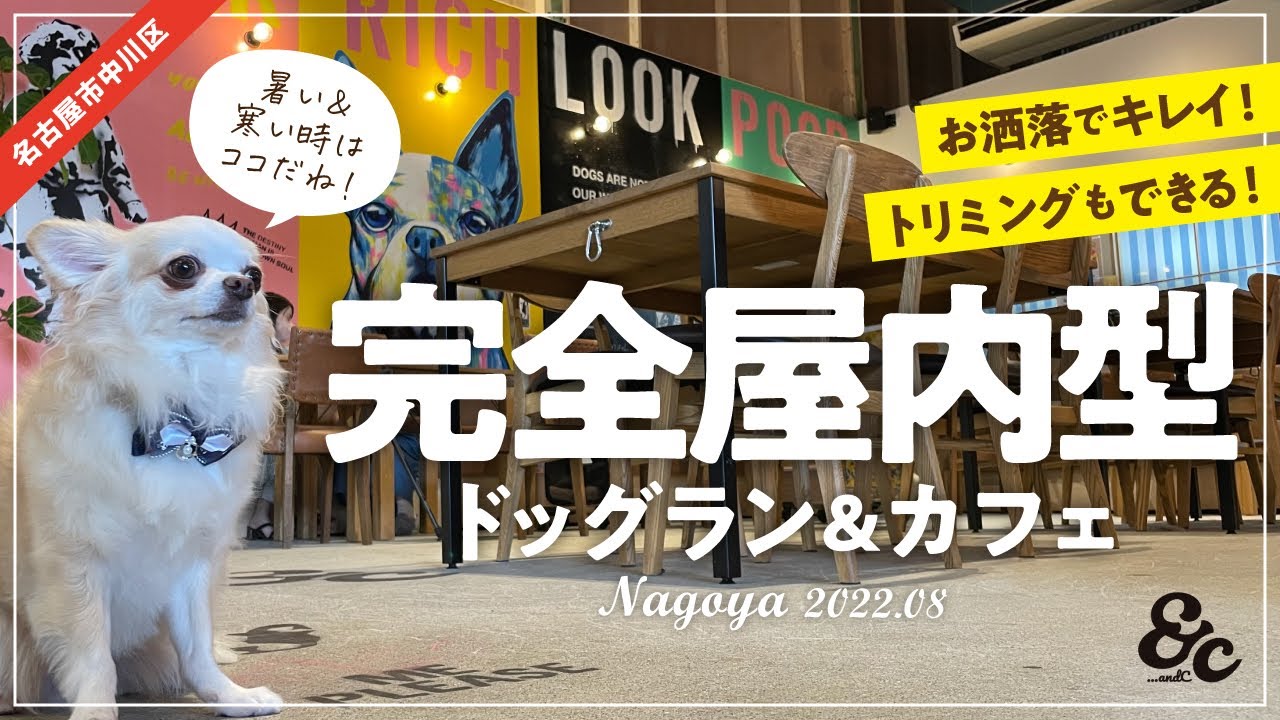 【犬とおでかけ】ドッグアートに囲まれた屋内ドックラン&カフェ♪トリミングも体験したよ!(名古屋市中川区)