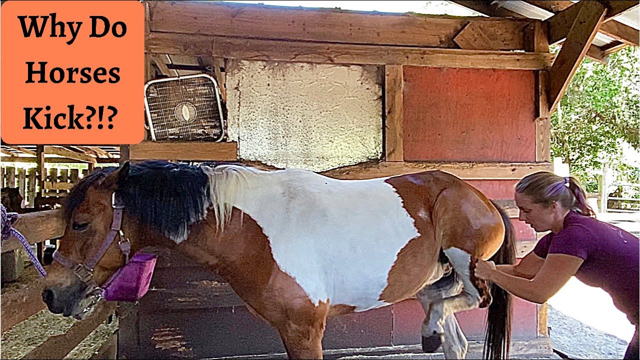 Sassy, a Kids Pony that Needs Some TLC Equine Massage Part 2