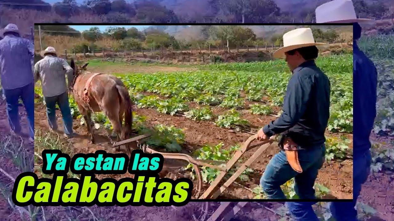 Margaro y yo Sembramos calabacitas, “VIDEO VIEJO” - El Piloto con Estilo