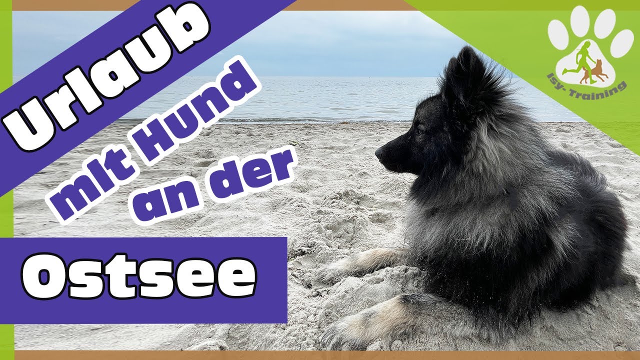 Urlaub mit Hund an der Ostsee | Timmendorfer Strand | Niendorf | Grömitz